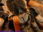 Megaphobema robustum